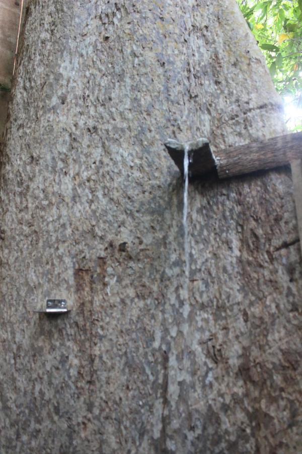 Forest Tree Top Holiday Resort Buttala Exterior photo